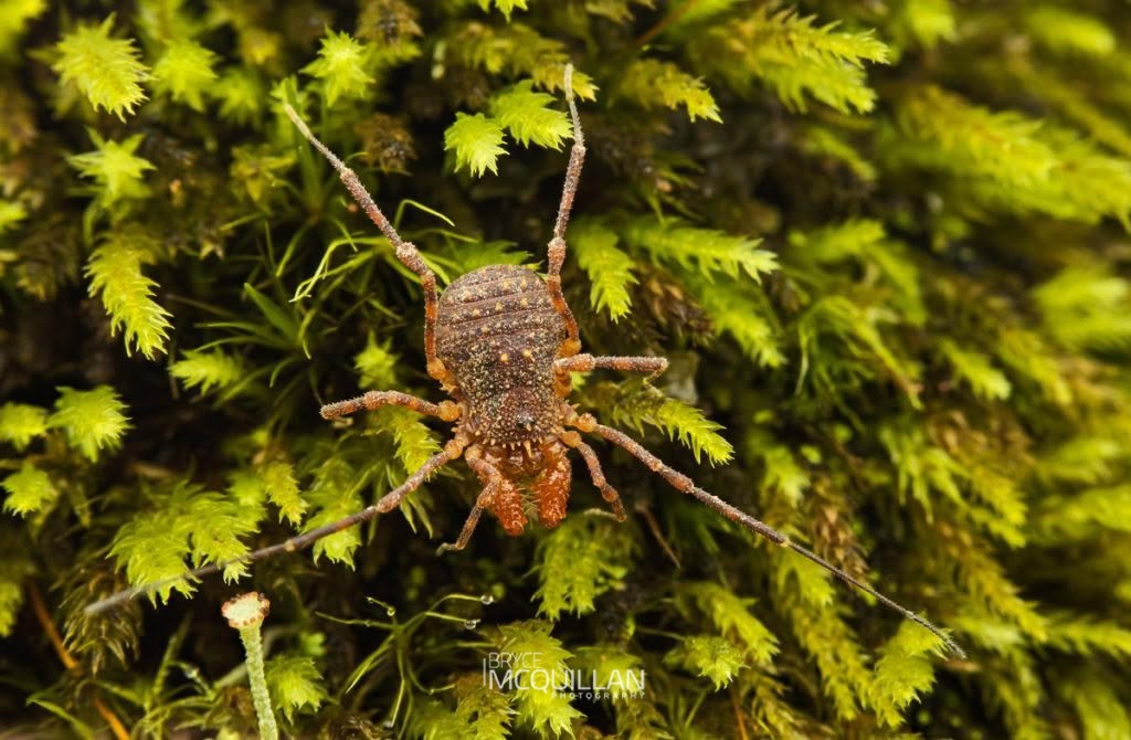 Prasma sp, Triaenonychidae, photographed in New Zealand by Bryce McQuillan