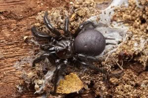 Porrhothele spp, Porrhothelidae, photographed in New Zealand by Bryce McQuillan