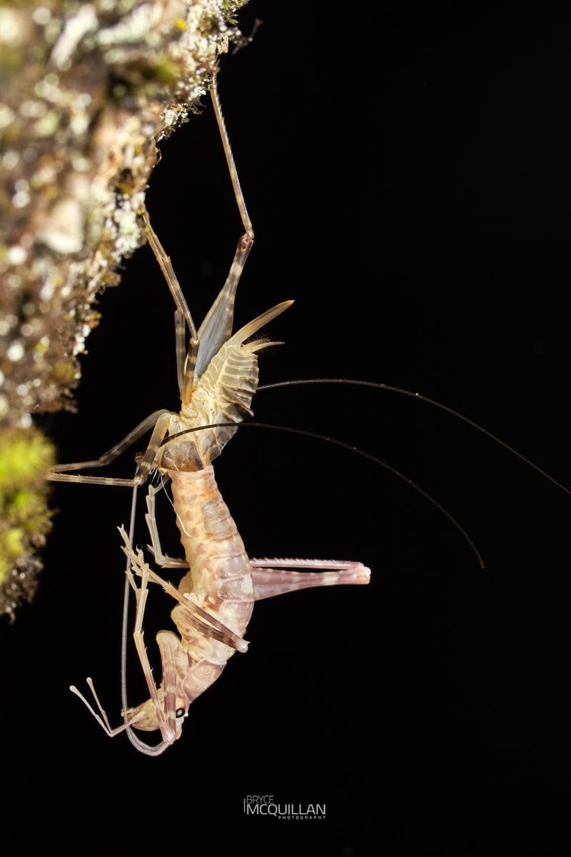 Pachyrhamma edwardsii, Rhaphidophoridae, photographed in New Zealand by Bryce McQuillan