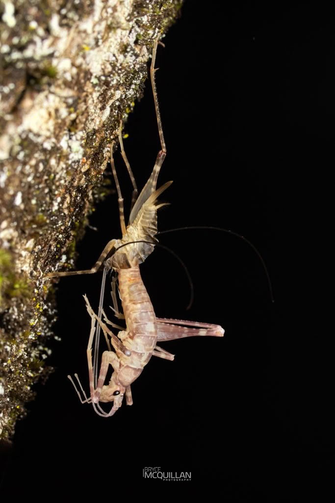 Pachyrhamma edwardsii, Rhaphidophoridae, photographed in New Zealand by Bryce McQuillan