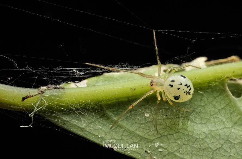 Therididae, Therididae, photographed in New Zealand by Bryce McQuillan