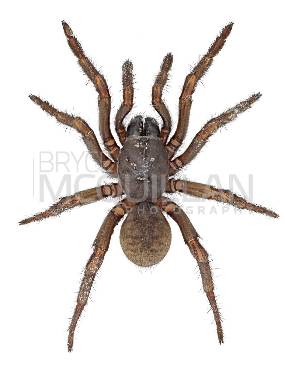 McQuillan11850E (1) (Cantuaria johnsi), Idiopidae, photographed in New Zealand by Bryce McQuillan