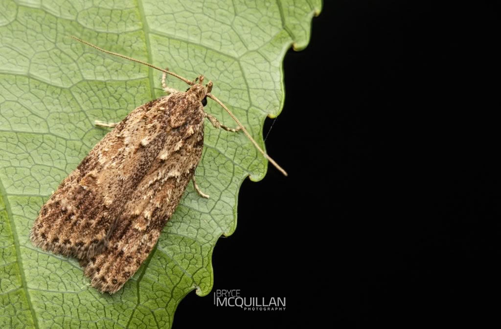 Izatha voluptuosa, Xyloryctidae, photographed in New Zealand by Bryce McQuillan