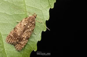 Izatha voluptuosa, Xyloryctidae photographed by Bryce McQuillan