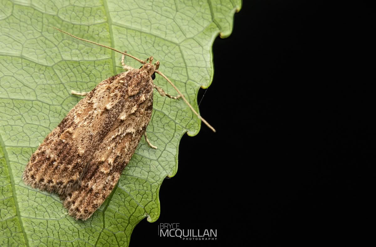 Izatha voluptuosa, Xyloryctidae photographed by Bryce McQuillan