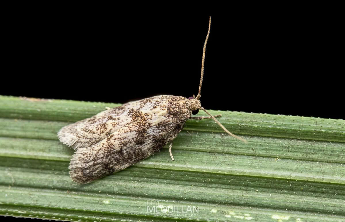 Tingena clarkei, Oecophoridae, photographed in New Zealand by Bryce McQuillan
