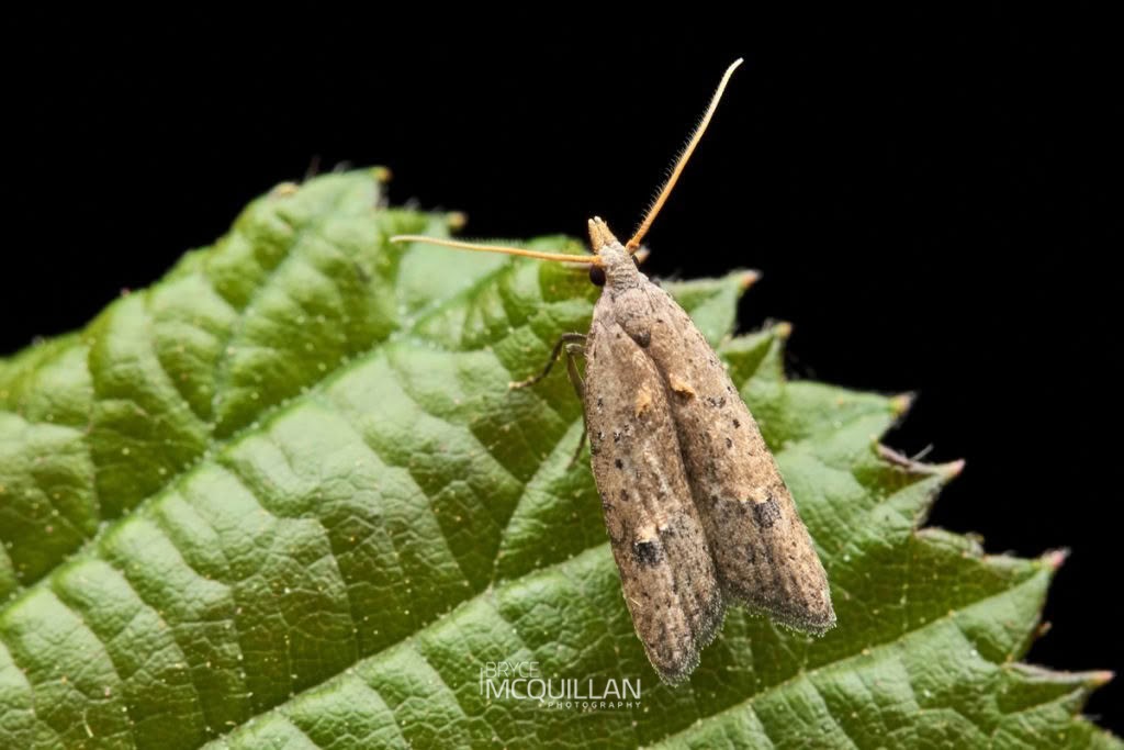 Raspberry Bud Moth (Heterocrossa rubophaga), Carposinidae, photographed in New Zealand by Bryce McQuillan
