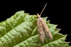 Heterocrossa rubophaga, Carposinidae, photographed in New Zealand by Bryce McQuillan