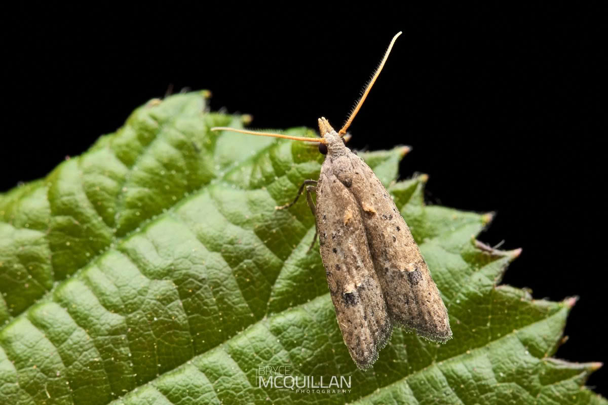 Heterocrossa rubophaga, Carposinidae, photographed in New Zealand by Bryce McQuillan