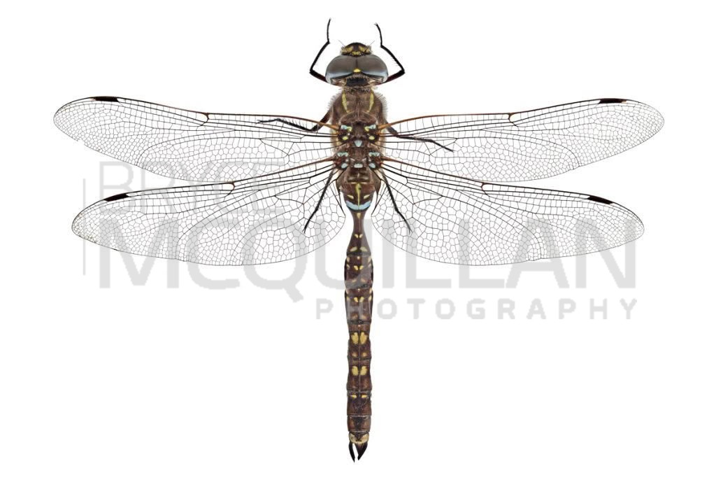 Blue-spotted Hawker (Adversaeschna brevistyla), Aeshnidae, photographed in New Zealand by Bryce McQuillan