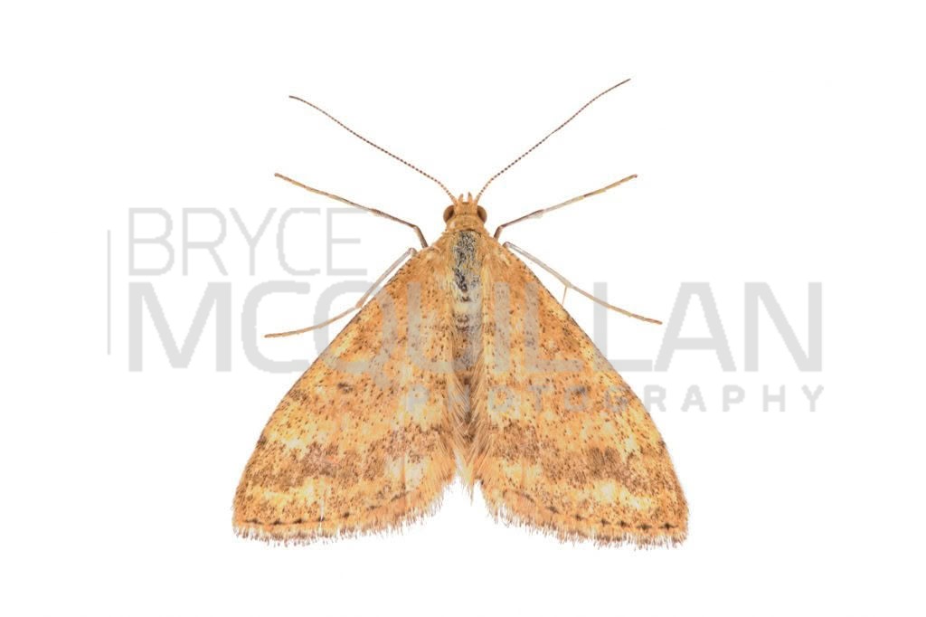Plantain moth (Scopula rubraria), Geometridae, photographed in New Zealand by Bryce McQuillan