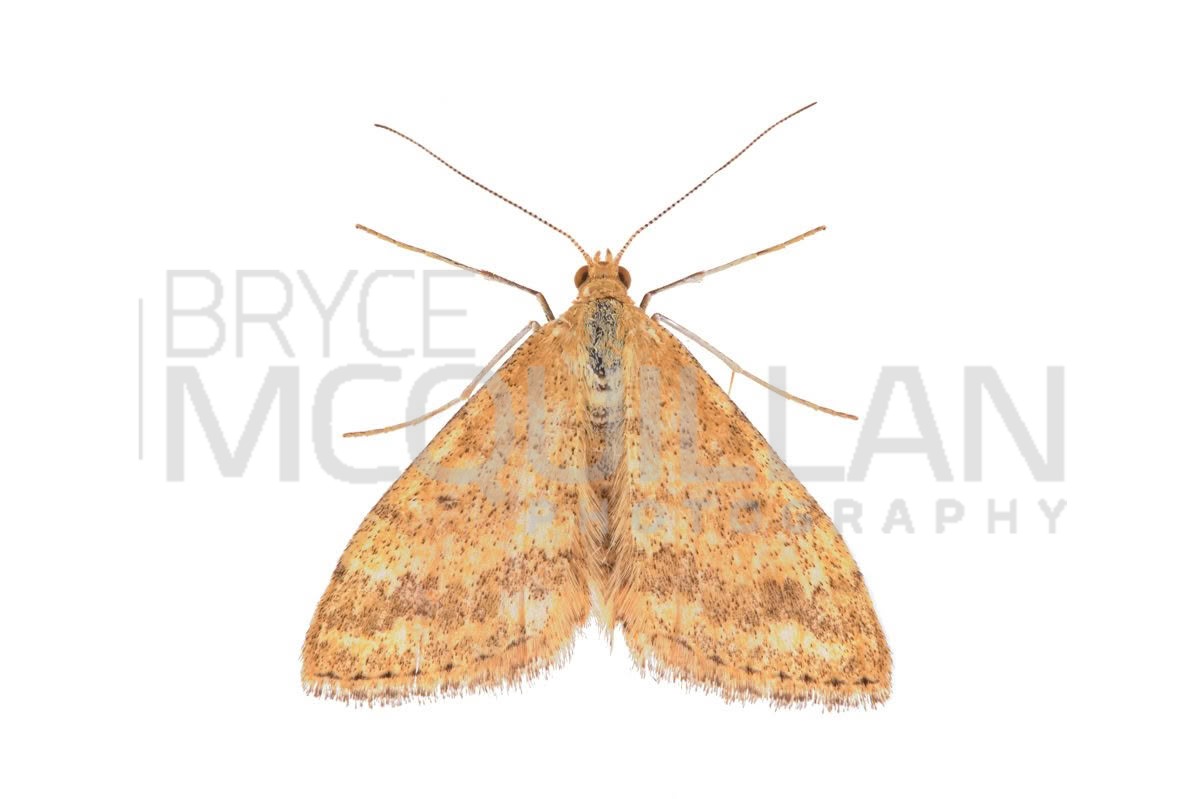Plantain moth (Scopula rubraria), Geometridae, photographed in New Zealand by Bryce McQuillan