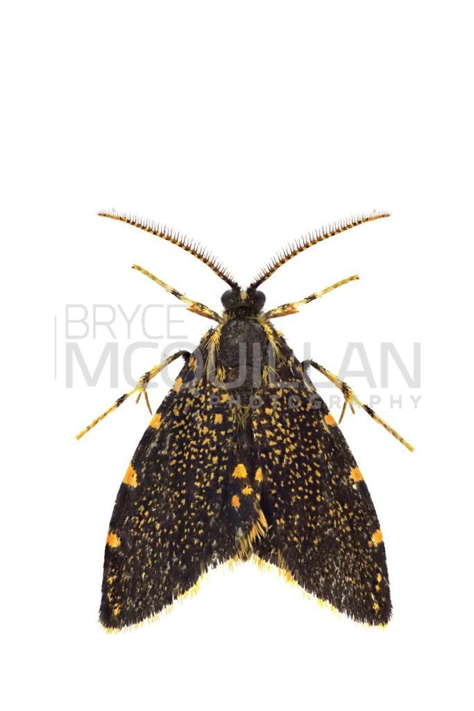 Australian Bag Moth (Cebysa leucotelus), Psychidae, photographed in New Zealand by Bryce McQuillan