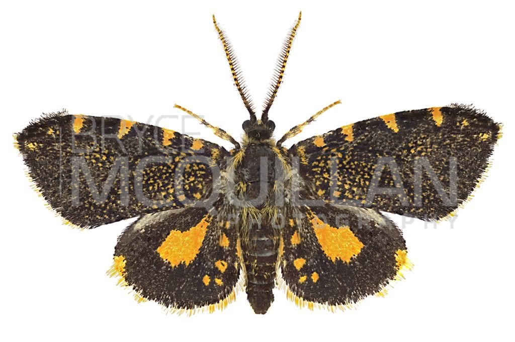 Australian Bag Moth (Cebysa leucotelus), Psychidae, photographed in New Zealand by Bryce McQuillan
