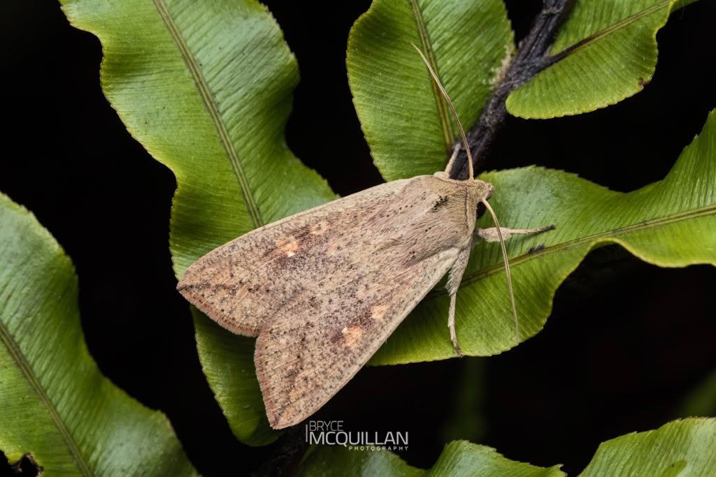Mythimna separata, Noctuidae, photographed in New Zealand by Bryce McQuillan