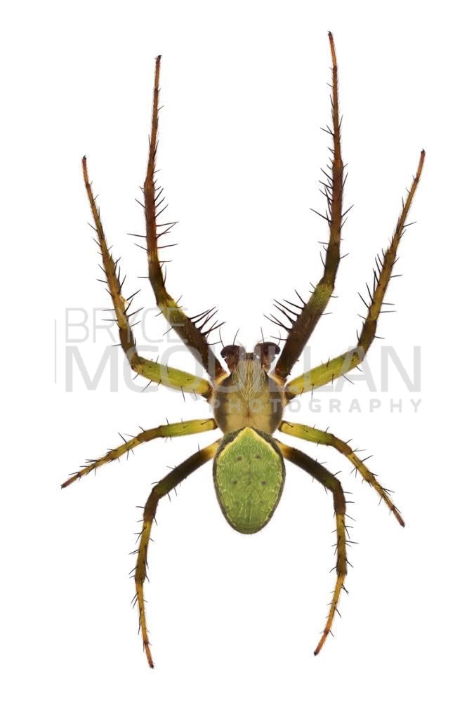 Green Orbweb Spider (Colaranea viriditas), Araenidae, photographed in New Zealand by Bryce McQuillan