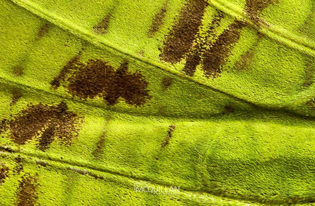 Pūriri moth (Aenetus virescens), Hepialidae, photographed in New Zealand by Bryce McQuillan