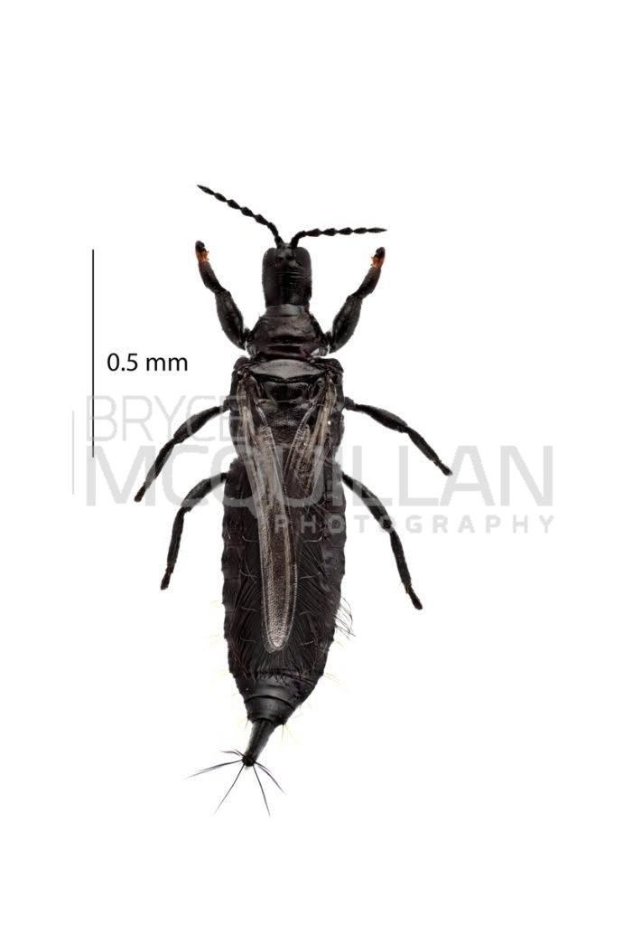 thipes, Phlaeothripidae, photographed in New Zealand by Bryce McQuillan