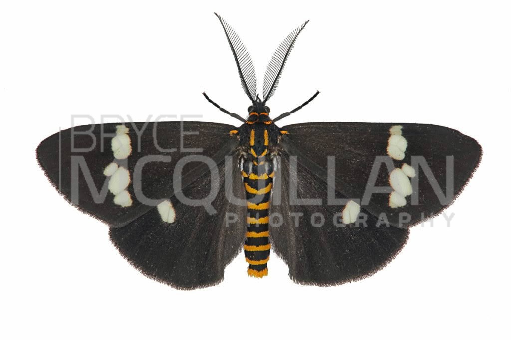 Magpie moth (Nyctemera annulata), Erebidae, photographed in New Zealand by Bryce McQuillan