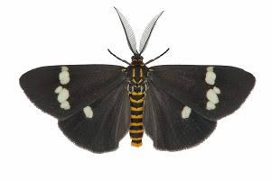 Nyctemera annulata, Erebidae photographed by Bryce McQuillan