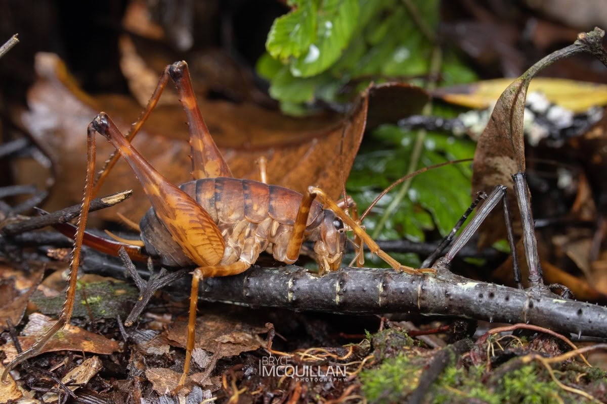 Pachyrhamma longicauda, Rhaphidophoridae, photographed in New Zealand by Bryce McQuillan