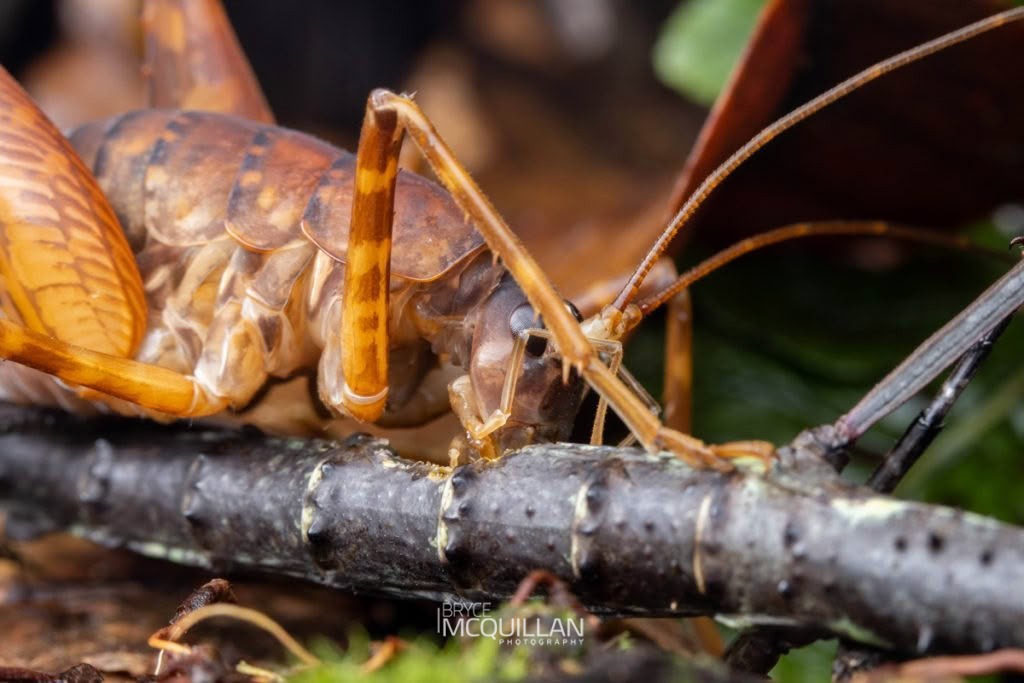 Pachyrhamma longicauda, Rhaphidophoridae, photographed in New Zealand by Bryce McQuillan