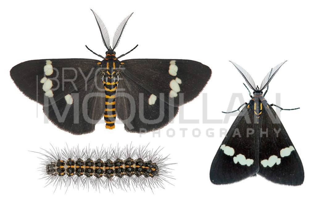 Magpie moth (Nyctemera annulata), Erebidae, photographed in New Zealand by Bryce McQuillan