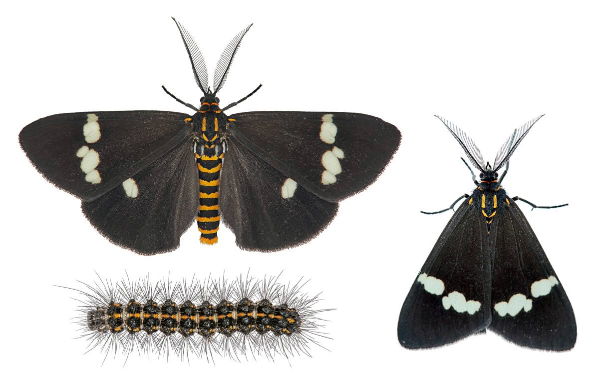 Nyctemera annulata, Erebidae photographed by Bryce McQuillan
