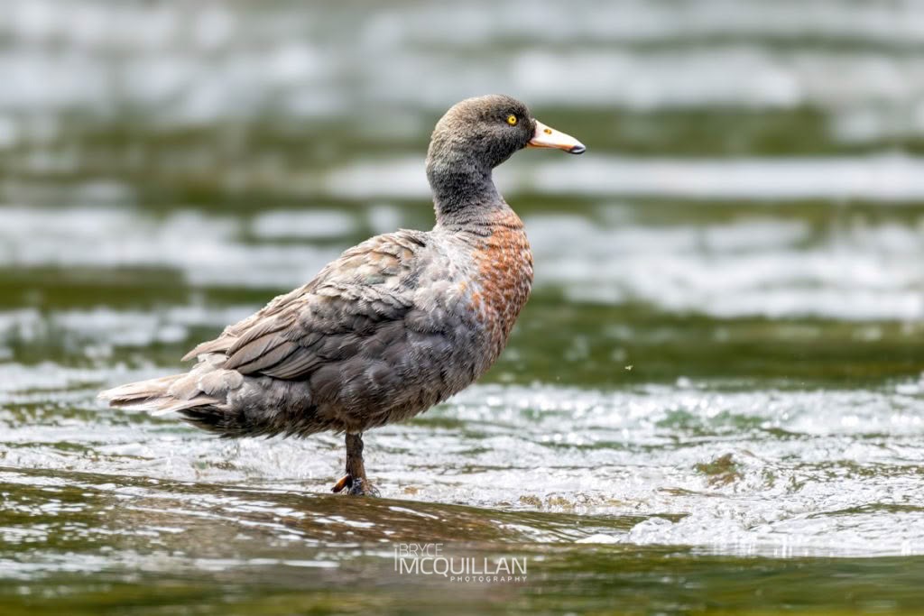 _P1A0118-E (Hymenolaimus malacorhynchos), Anatidae, photographed in New Zealand by Bryce McQuillan