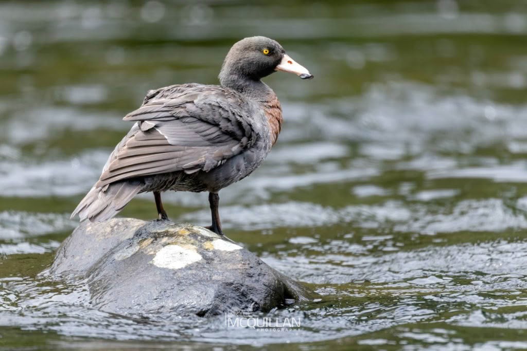 _P1A0290-E (Hymenolaimus malacorhynchos), Anatidae, photographed in New Zealand by Bryce McQuillan