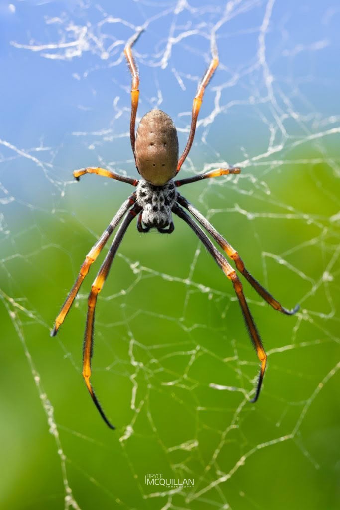Trichonephila plumipes, Nephilidae, photographed in New Zealand by Bryce McQuillan