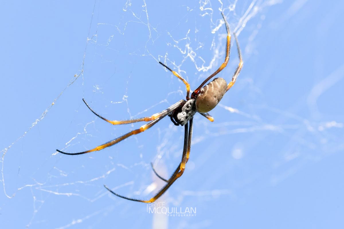 Trichonephila plumipes, Nephilidae, photographed in New Zealand by Bryce McQuillan