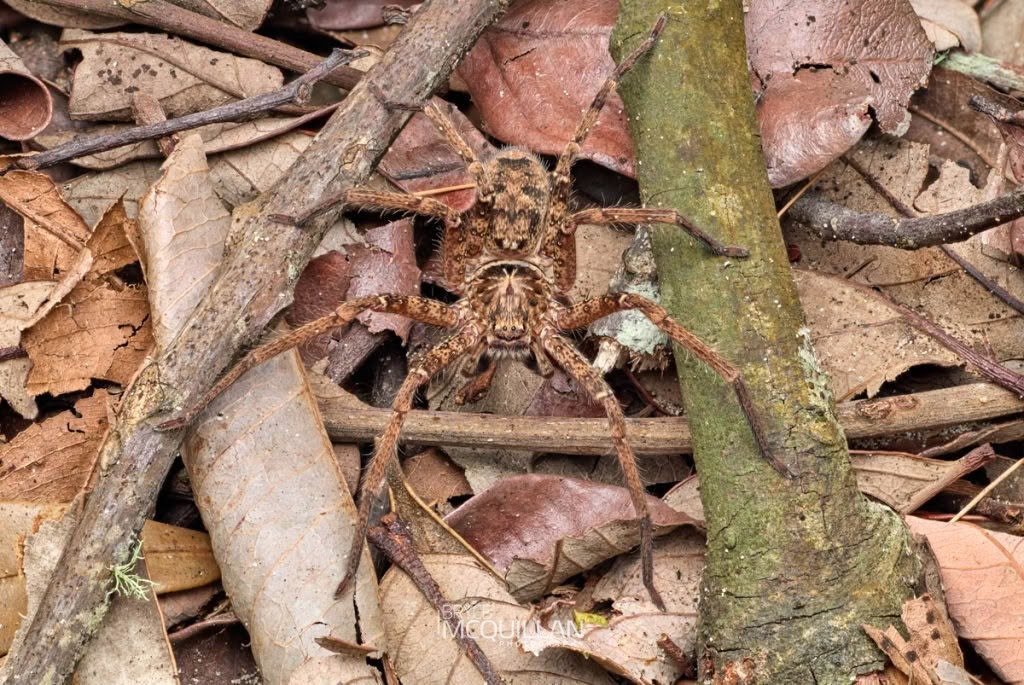 Heteropoda spp, Sparassidae, photographed in New Zealand by Bryce McQuillan