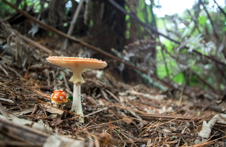 Toadstools photographed by Bryce McQuillan
