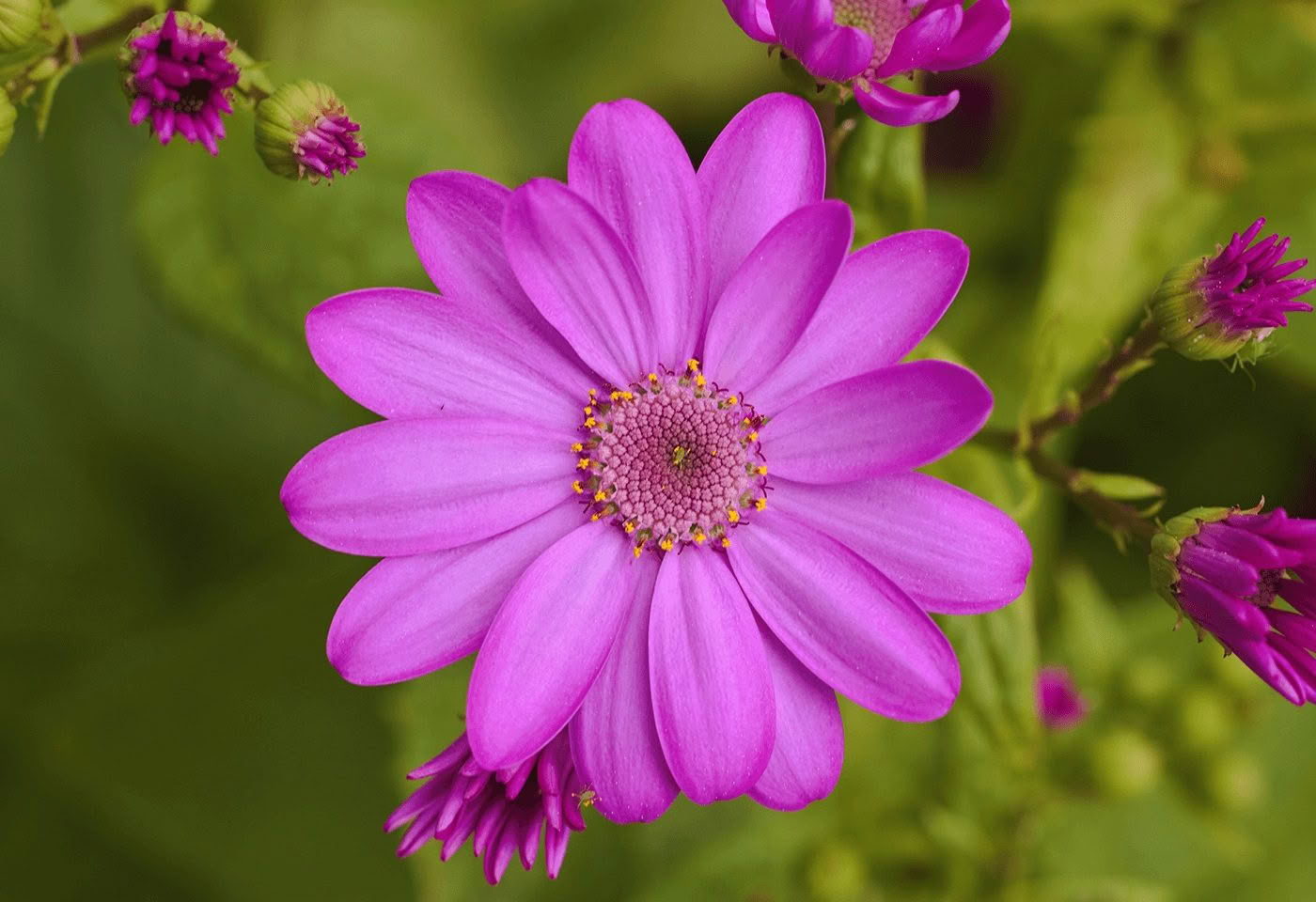 Pink flower photographed by Bryce McQuillan with the Canon RF 100mm macro lens
