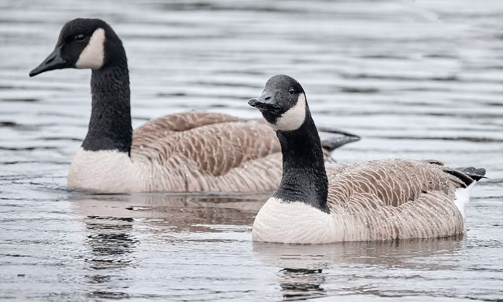 Canada geese photographed by Bryce McQuillan with the Canon RF 800mm lens