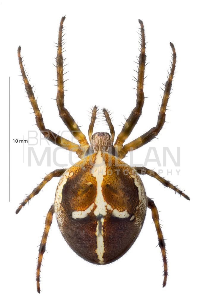 Colaranea vertutum, Araenidae, photographed in New Zealand by Bryce McQuillan