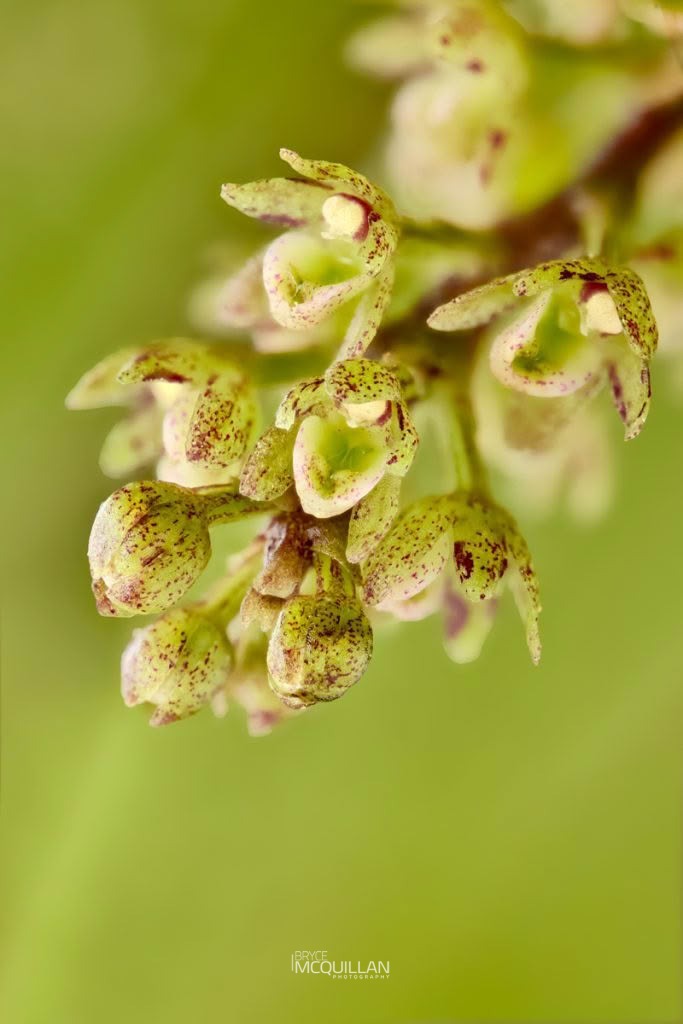 Fleshy Tree Orchid (Drymoanthus adversus), photographed in New Zealand by Bryce McQuillan