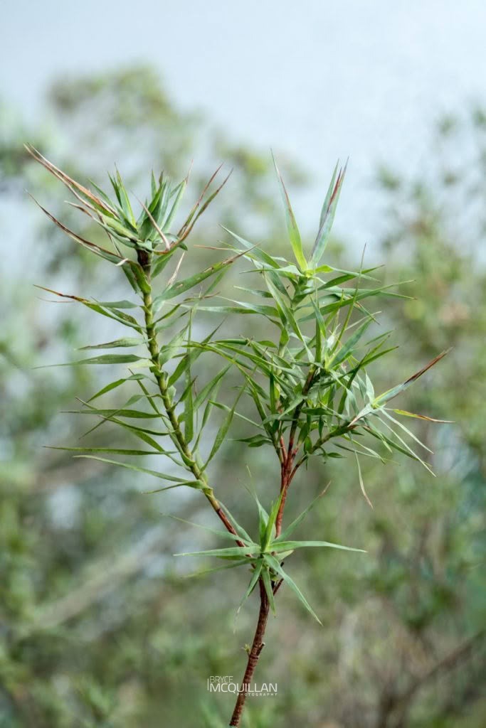 Totorowhiti (Dracophyllum strictum), Ericaceae, photographed in New Zealand by Bryce McQuillan