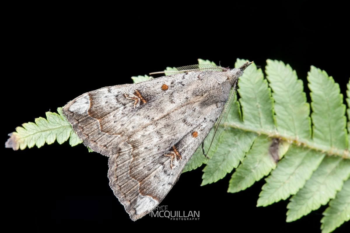 Slender Owlet Moth (Rhapsa scotosialis), Erebidae, photographed in New Zealand by Bryce McQuillan
