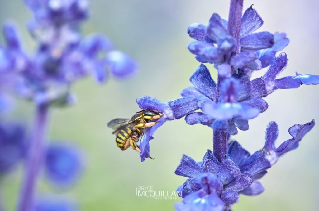 European Woolcarder Bee (Anthidium manicatum), Megachilidae, photographed in New Zealand by Bryce McQuillan