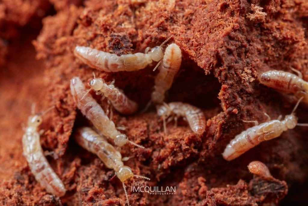 New Zealand Wetwood Termite (Stolotermes ruficeps), photographed in New Zealand by Bryce McQuillan