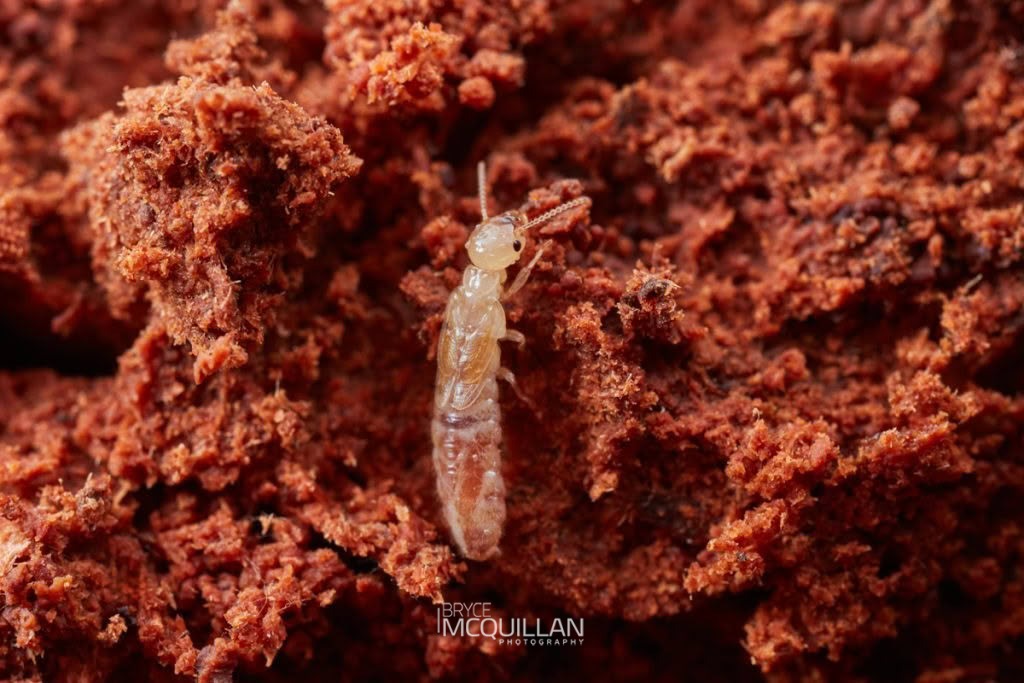 New Zealand Wetwood Termite (Stolotermes ruficeps), photographed in New Zealand by Bryce McQuillan