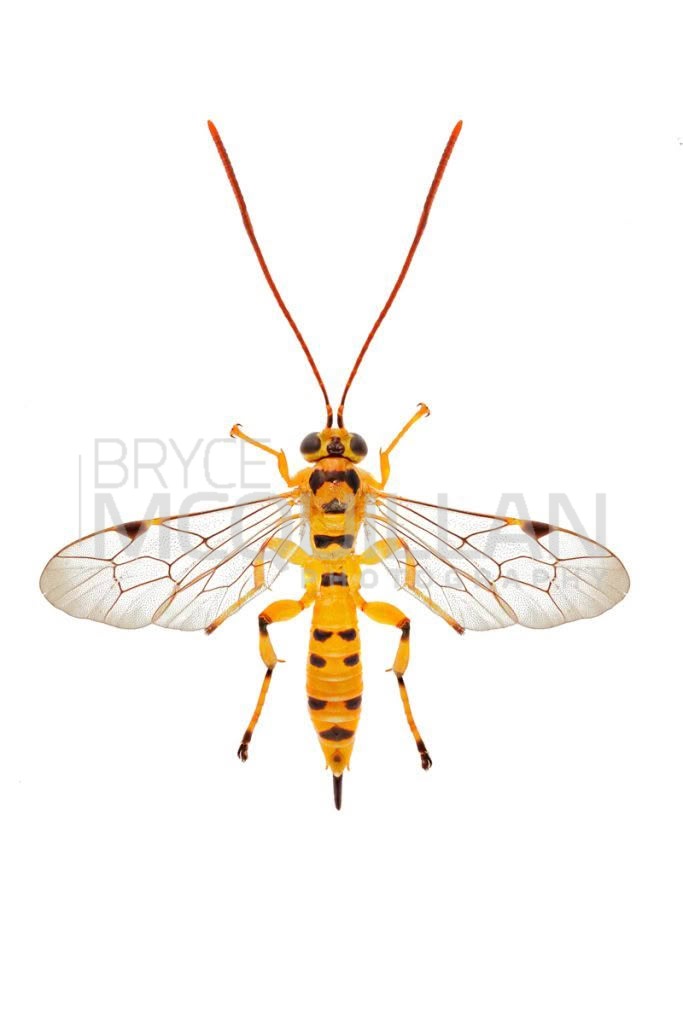 Yellow-banded Leafroller Parasite (Xanthopimpla rhopaloceros), Ichneumonidae, photographed in New Zealand by Bryce McQuillan