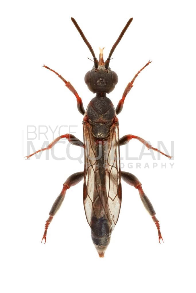 Pseudofoenus spp, Gasteruptiidae, photographed in New Zealand by Bryce McQuillan