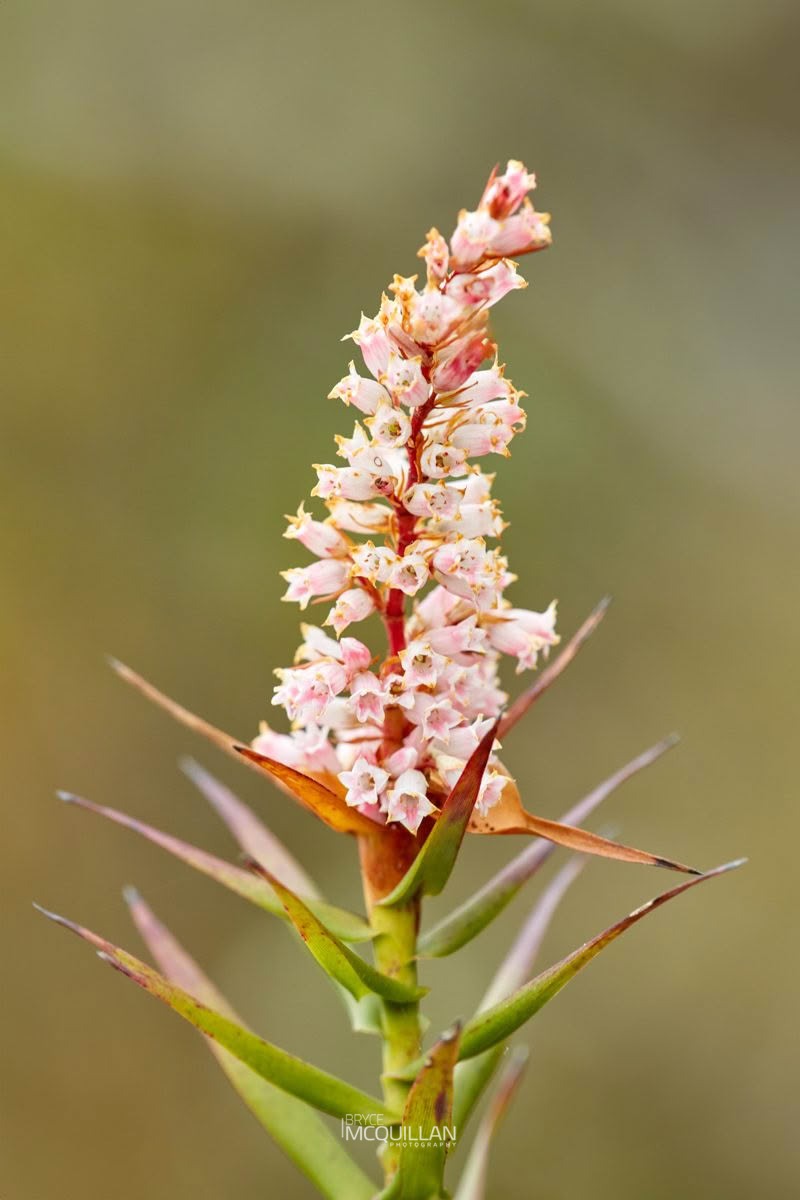Totorowhiti (Dracophyllum strictum), Ericaceae, photographed in New Zealand by Bryce McQuillan