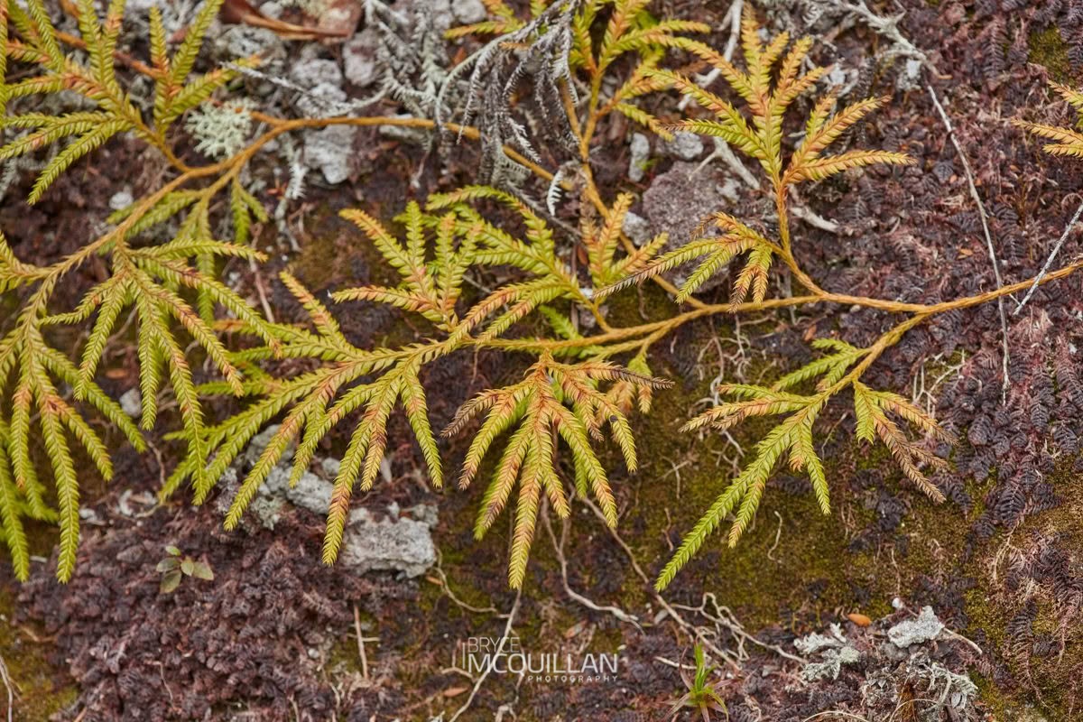 Climbing clubmoss (Lycopodium volubile), photographed in New Zealand by Bryce McQuillan