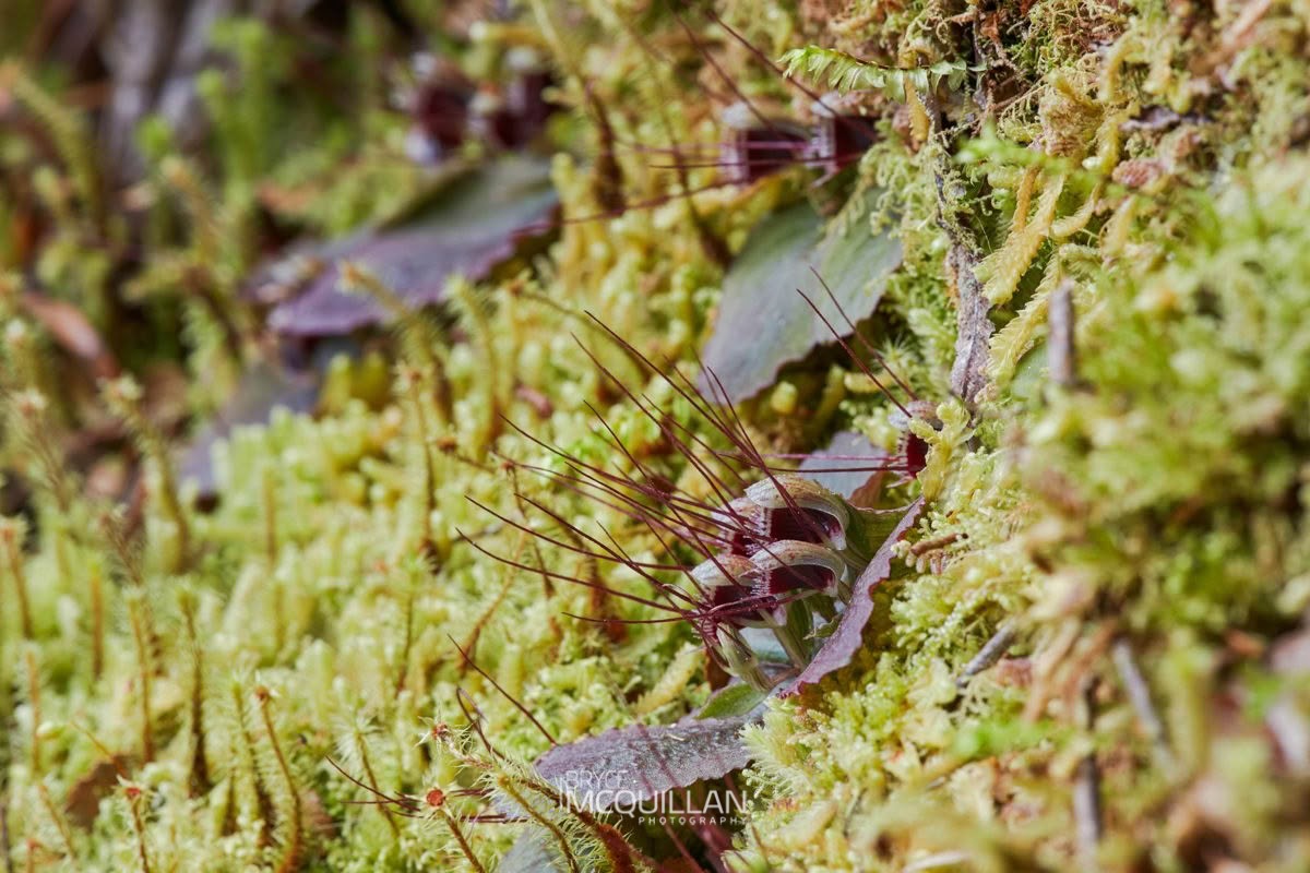 New Zealand spider-orchid (Aporostylis bifolia), Orchidaceae, photographed in New Zealand by Bryce McQuillan