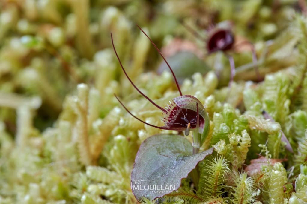 New Zealand spider-orchid (Corybas oblongus), Orchidaceae, photographed in New Zealand by Bryce McQuillan