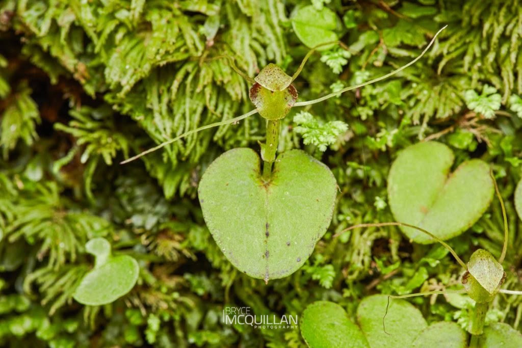 Corybas rivularis, Orchidaceae, photographed in New Zealand by Bryce McQuillan